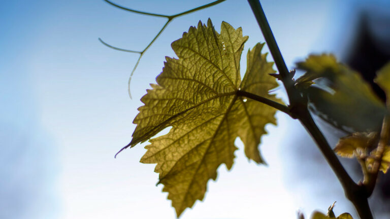 Un viaggio in Friuli Venezia Giulia con i vini Forchir