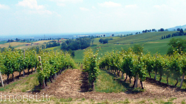 Vino questo sconosciuto: in Val Tidone per l’ultima lezione