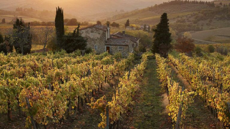 Cantine Leonardo e Cantina di Montalcino: l’eccellenza toscana di Dalle Vigne