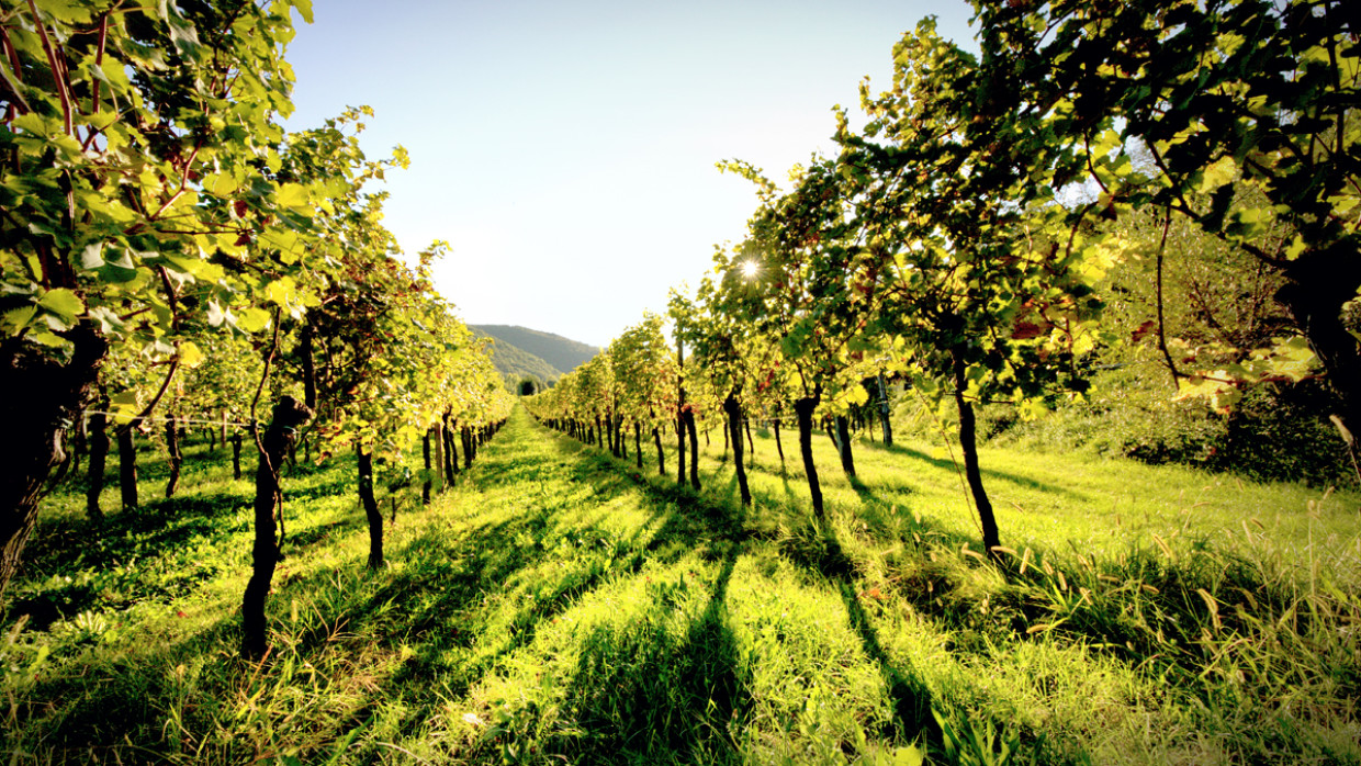 Vini di Zuffi: la nuova linea della cantina Sgubin è pura poesia vinicola