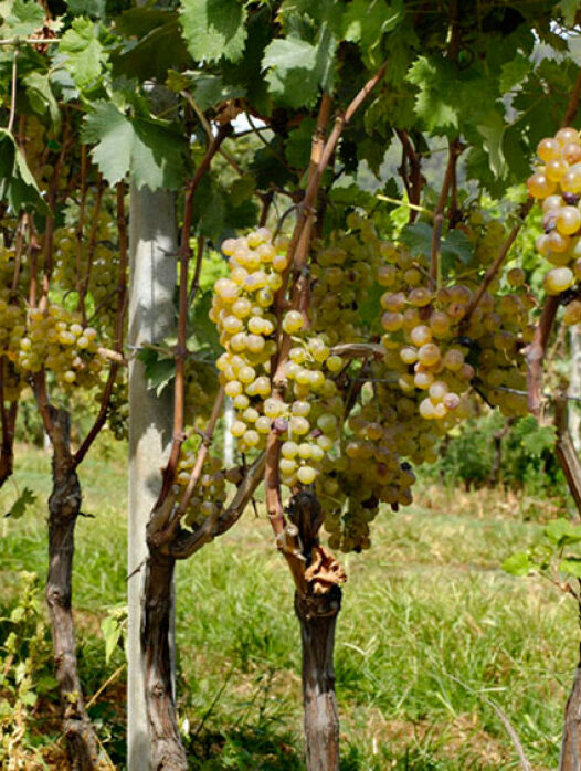 Azienda agricola Innocenzo Turco: la passione per il vino a tutela del territorio