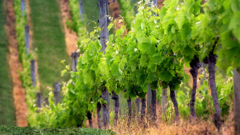 Azienda Agricola Manara: tradizione e modernità si incontrano