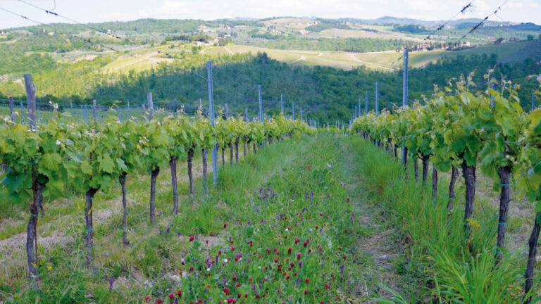 Fattoria di Rignana: i sontuosi vini del Chianti Classico