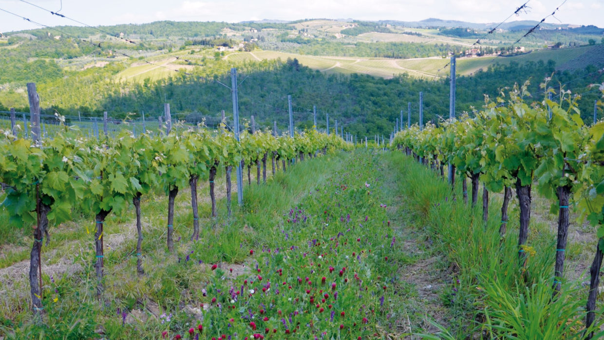 Fattoria di Rignana: i sontuosi vini del Chianti Classico