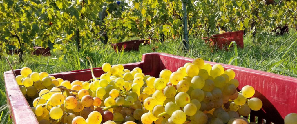  Cantine Federici