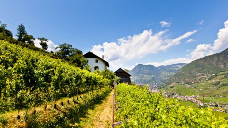 Vitigni ad alta quota: le caratteristiche dei vini di montagna