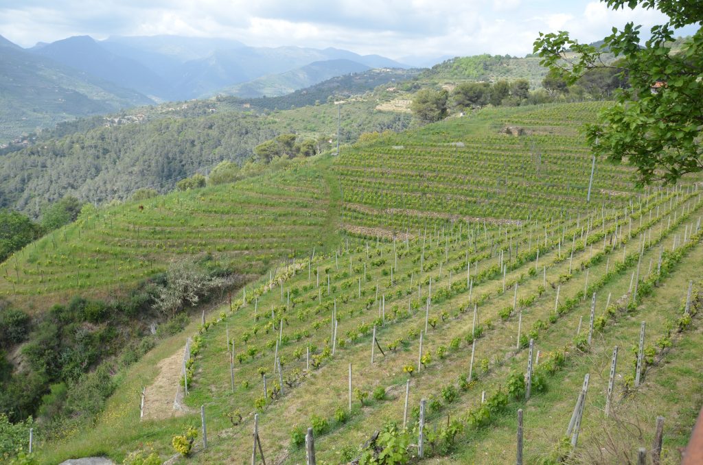 tenuta anfosso