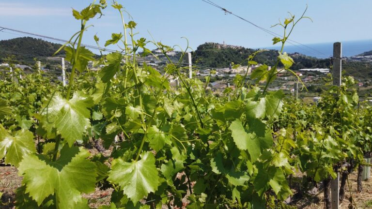 La Liguria di Ponente: l’unicità dei vitigni